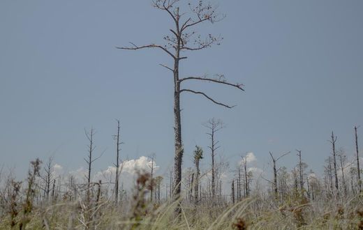 As Sea Levels Rise, So Do Ghost Forests