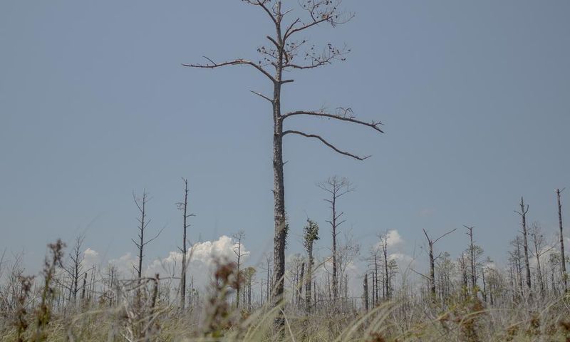 As Sea Levels Rise, So Do Ghost Forests