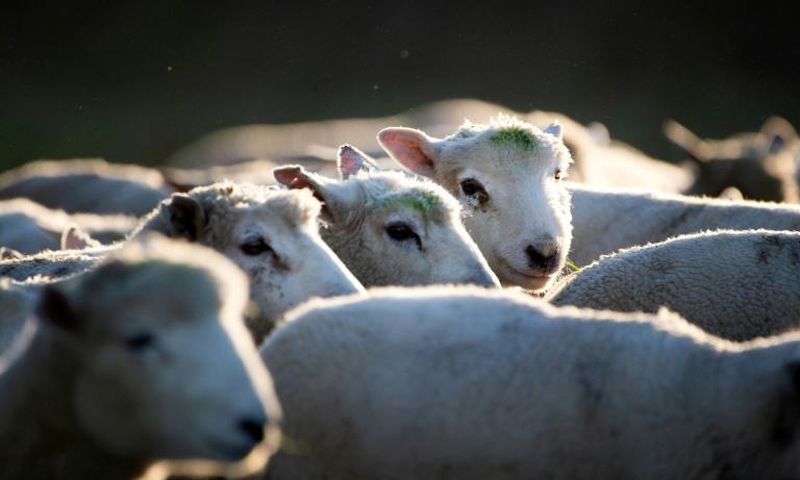 A flock of sheep are herded up a road in Ashburton, New Zealand, where rustling has become so prevalent that authorities have introduced new penalties of up to 10 years in jail