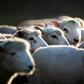 A flock of sheep are herded up a road in Ashburton, New Zealand, where rustling has become so prevalent that authorities have introduced new penalties of up to 10 years in jail