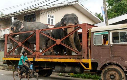Elephants are a protected animal in Sri Lanka and new rules will increase the length of jail time for those found to have been cruel to the beasts