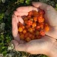 Dr. Pimple Popper Pops 'Cloudberry' Lipomas