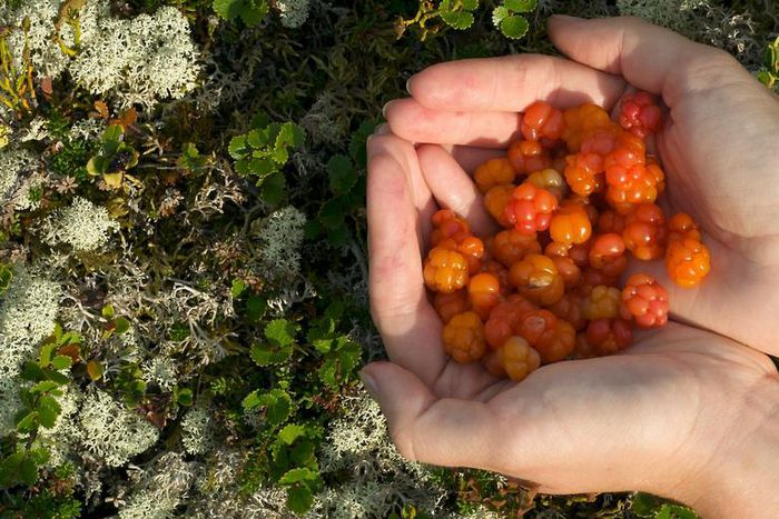 Dr. Pimple Popper Pops 'Cloudberry' Lipomas