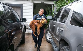 Why More Dogs and Cats Are Making It Out of Shelters Alive