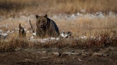 U.S. Significantly Weakens Endangered Species Act