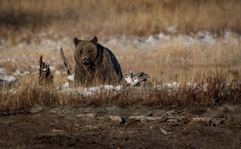 U.S. Significantly Weakens Endangered Species Act