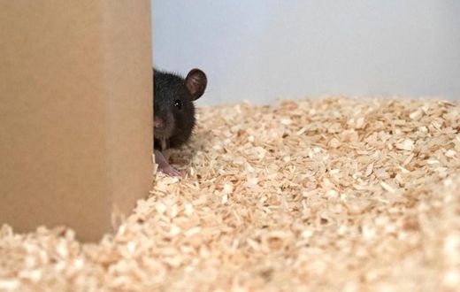 A rat plays hide-and-seek in this undated image courtesy of Reinhold, Sanguinetti-Scheck, Hartmann & Brecht