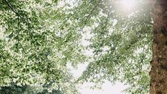 Rapper Navio weds longtime girlfriend in exquisite affair