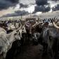 Per-capita beef consumption in Nigeria is expected to rise fourfold within a generation