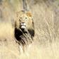 South Africa is home to more than 11,000 lions