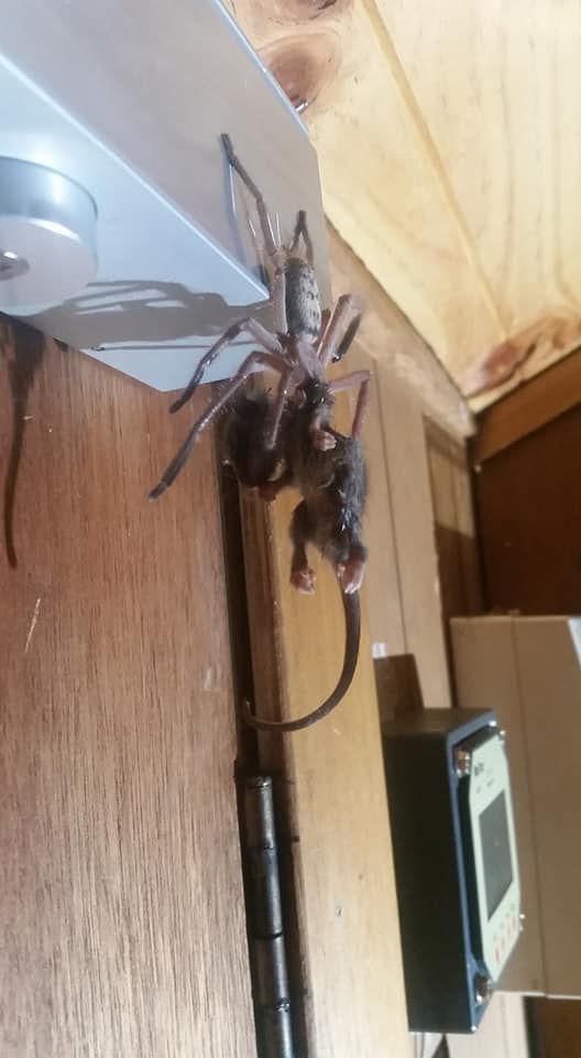 huntsman spider eating pygmy possum