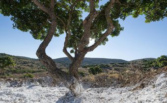 Can This Ancient Greek Medicine Cure Humanity?