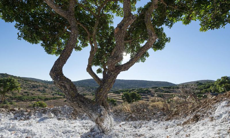 Can This Ancient Greek Medicine Cure Humanity?