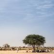 Farmers shelter under a mango tree to avoid the heat and sun on the road between Adre and Farchana, in eastern Chad in March 2019