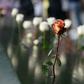 People leave flowers during the September 11 Commemoration Ceremony at the 9/11 Memorial at the World Trade Center on September 11, 2019,in New York.