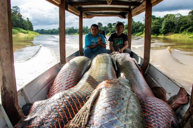 Museveni's men are making us eat raw fish - President Uhuru Kenyatta receives urgent appeal from Busia fishermen
