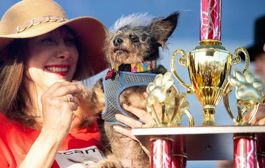 World's ugliest dog, scamp the tramp, comes from a family of winners