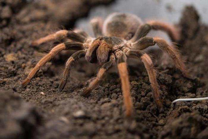 A man attempted to carry a bag containing 38 adult and some 50 young tarantula spiders, as well as dozens of egg-filled cocoons, through the airport at Cayenne, the capital of French Guiana
