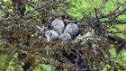 A Rare Greenshank Is Spotted in Russia