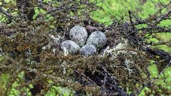 A Rare Greenshank Is Spotted in Russia