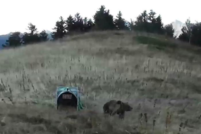 France's wildlife agency ONCFS shows a image of a bear introduced into the Pyrenees to help stem dwindling numbers -- but Spanish shepherds are on the warpath after nine sheep were mauled to death