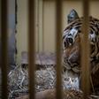 The tigers (including Gogh pictured at the Poznan zoo) were found in late October emaciated and dehydrated in the back of a truck taking them from Italy to a zoo in Russia's Dagestan Republic