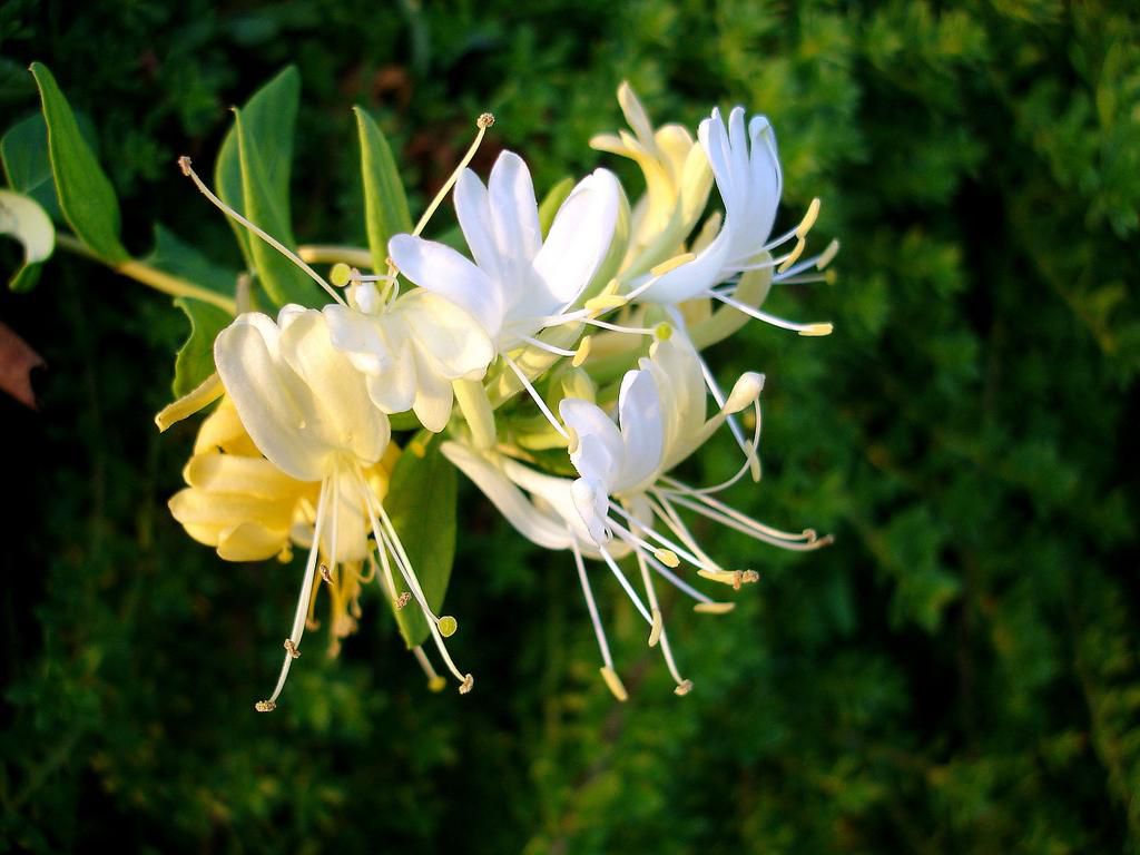 The 10 Best Edible Flowers To Decorate Your Food, According To A Nutritionist