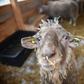 One of the 180 sheep saved from a capsized ship who will be able to live out their days after an outpouring of sympathy from the Romanian public