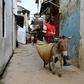 Kenya has decided to ban the slaughter of donkeys for use in Chinese medicine