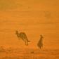 The devastating bushfires in Australia have highlighted the type of disasters that scientists say the world will increasingly face due to global warming