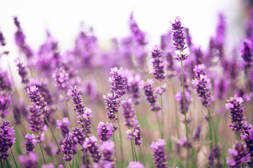 The 10 Best Edible Flowers To Decorate Your Food, According To A Nutritionist