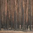 At least 33 people have died and vast swathes of the country have been burned since September