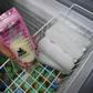 Donated breast milk can be essential for orphans or sick infants separated from their mothers