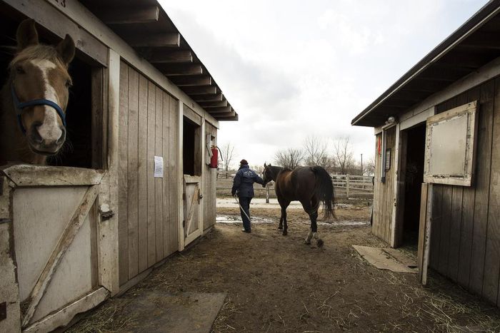 The Last of New York's Black Cowboys