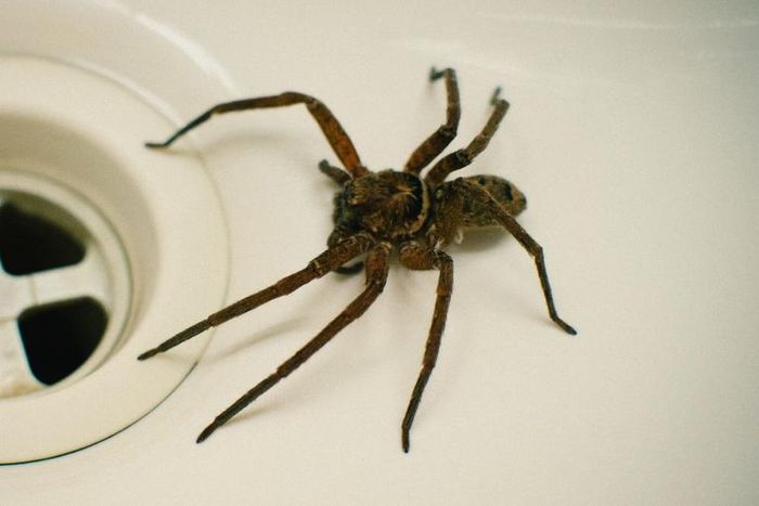 Dr. Pimple Popper Squeezes 'Spider' From DPOW