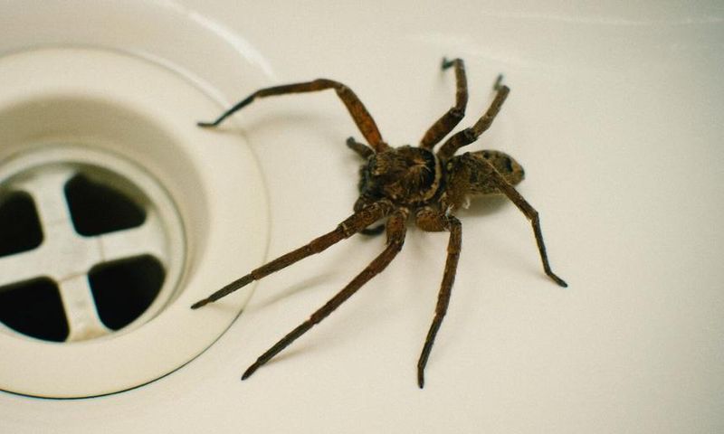 Dr. Pimple Popper Squeezes 'Spider' From DPOW