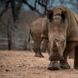 There are fewer than 25,000 rhinos left in the wild in Africa due to a surge in poaching