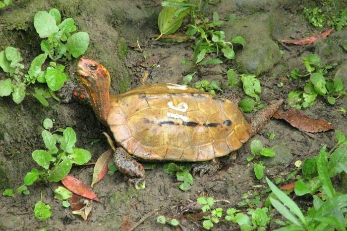 Okinawa Zoo and Museum released photos of the types of stolen turtle including the rare Ryukyu leaf species