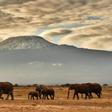 Final resting place: Amboseli National Park in southeastern Kenya