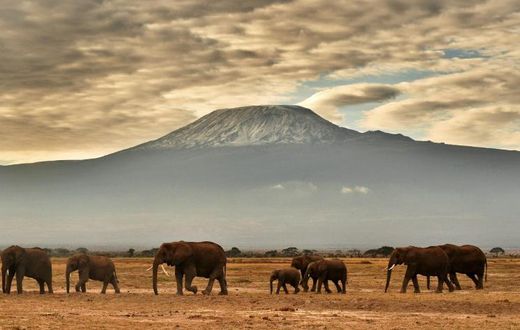 Final resting place: Amboseli National Park in southeastern Kenya