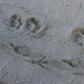 Mountain lion tracks. Mountain lions, or cougars, are shy and primarily hunt deer