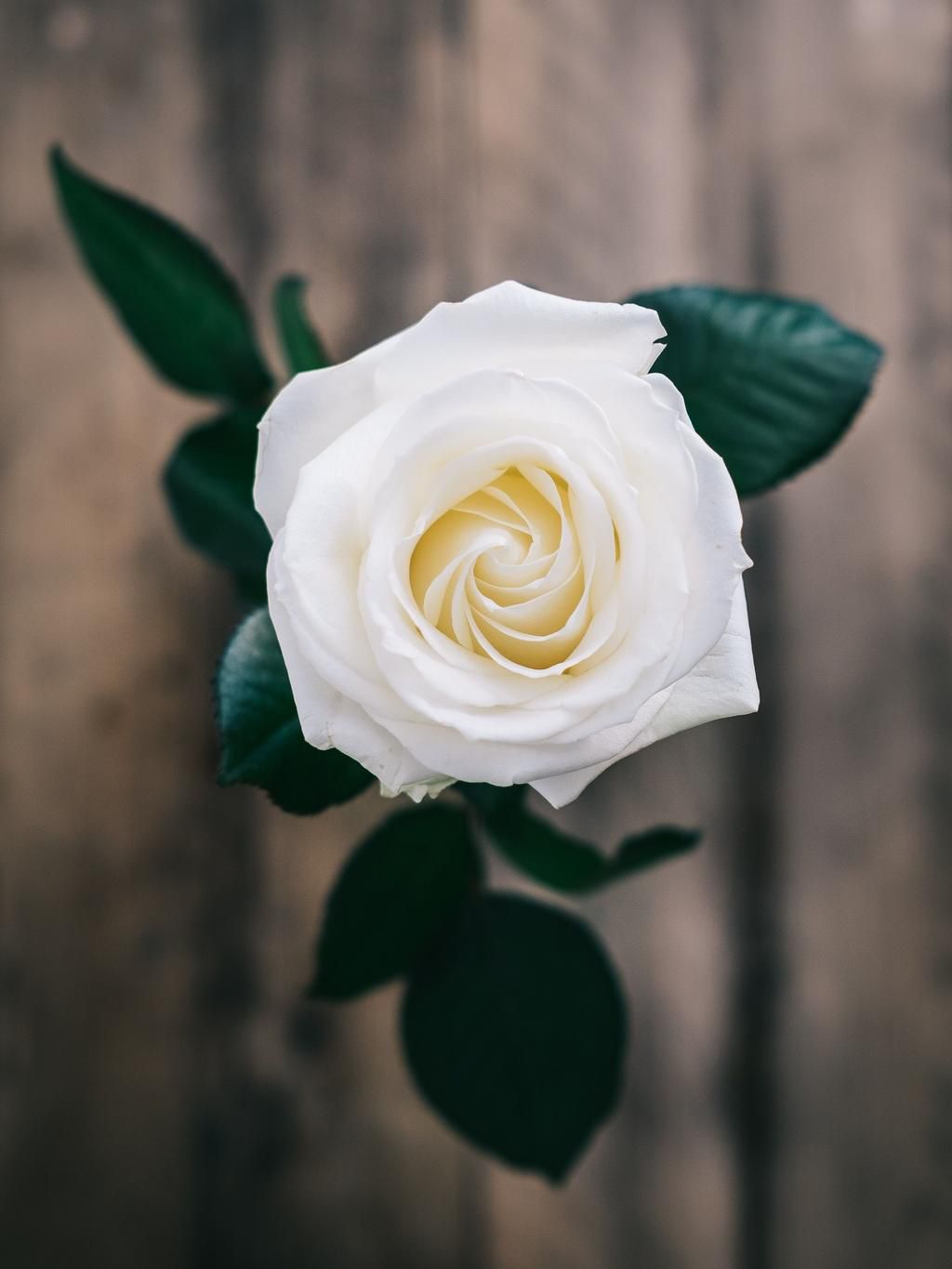 The 10 Best Edible Flowers To Decorate Your Food, According To A Nutritionist