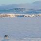 Russians living in Arctic settlements have sounded the alarm over dozens of bears entering areas of human habitation, particularly to raid rubbish dumps for food
