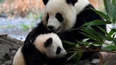 One of the two giant panda cubs with his mother Meng Meng at their enclosure during the first presentation to the media at the Berlin Zoo