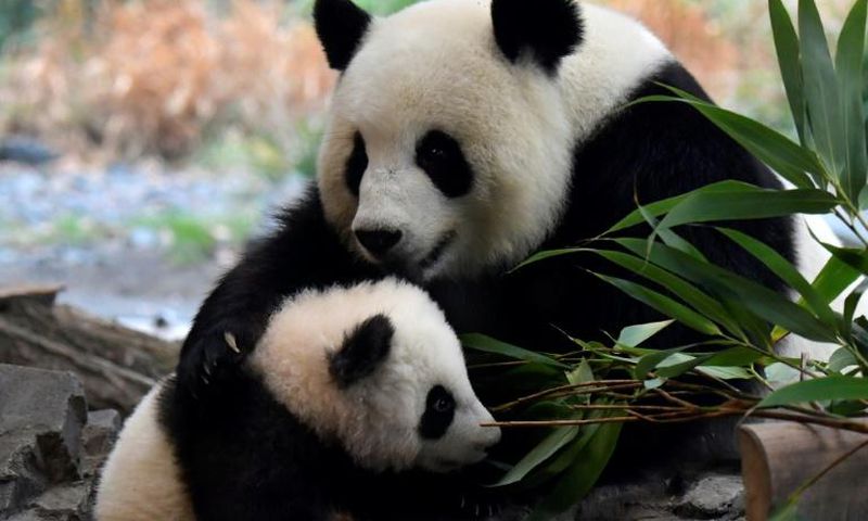 One of the two giant panda cubs with his mother Meng Meng at their enclosure during the first presentation to the media at the Berlin Zoo