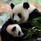 One of the two giant panda cubs with his mother Meng Meng at their enclosure during the first presentation to the media at the Berlin Zoo