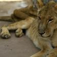 A malnourished lioness at Al-Qureshi park in the Sudanese capital Khartoum, where one of five sick lions died on Monday