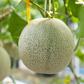 Dr. Pimple Popper Just Popped A Melon Lipoma