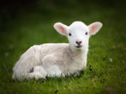 Lamb (Food Manufacture)