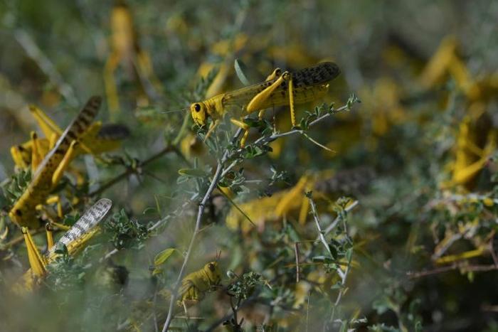 Pest: Desert locusts are threatening millions of people in East Africa with hunger